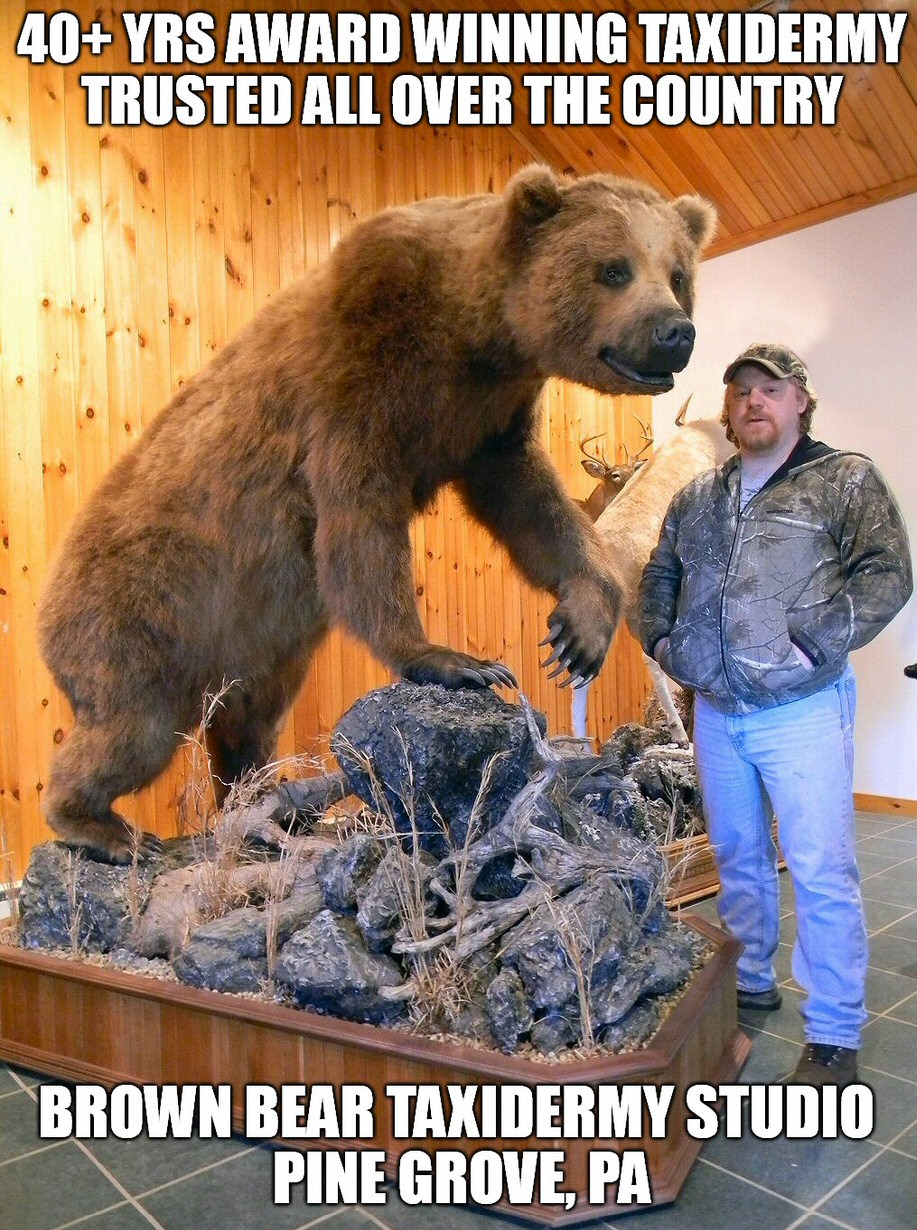 Pennsylvania Taxidermist Brown Bear Taxidermy Studio Life Size Bear Mount Specialists